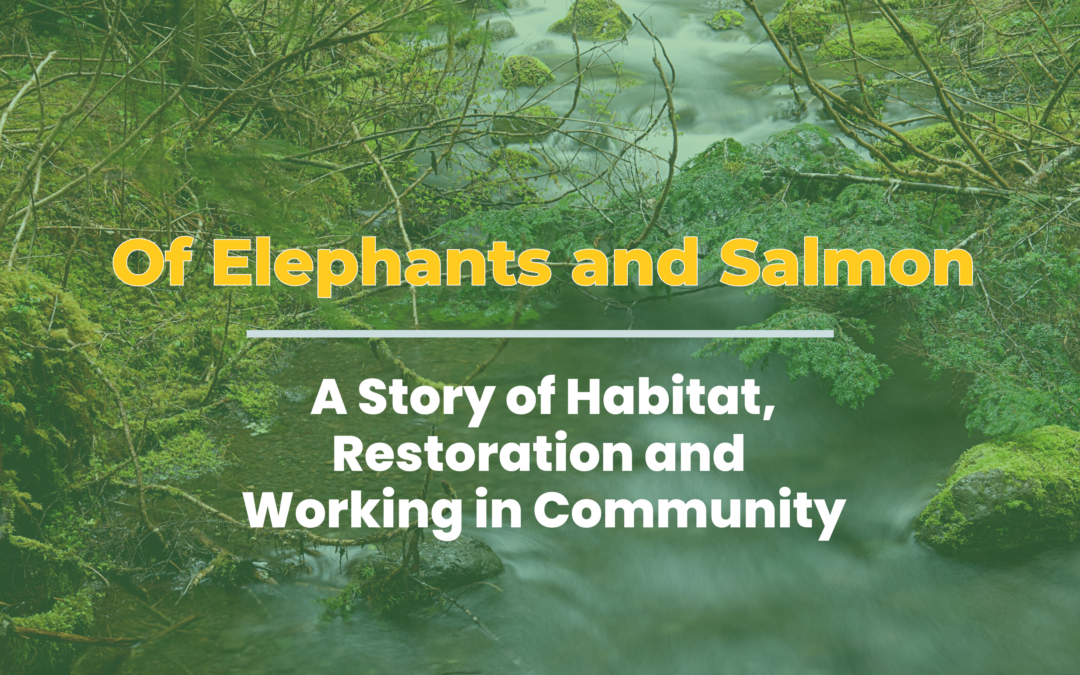 Of Elephants and Salmon